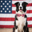 Collar perro bandera americana ajustable 4 de julio
