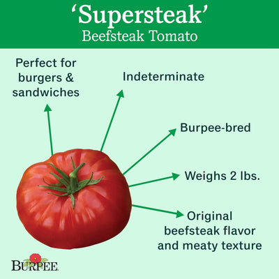 Híbrido Supersteak tomate bistec rojo grande 50 semillas