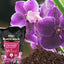 Mezcla orquídeas oro negro 8qt para macetas plástico