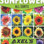 Semillas girasol para plantar 2 paquetes sin OMG