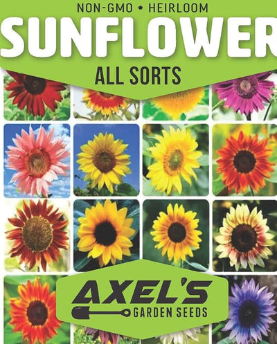 Semillas girasol para plantar 2 paquetes sin OMG