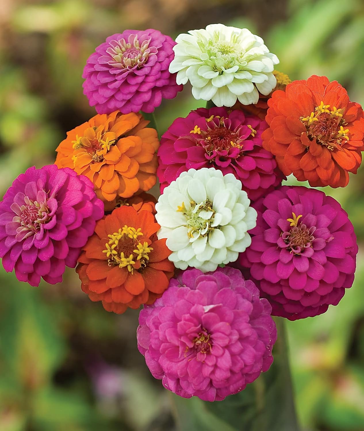 5000 semillas zinnia 2026 5 variedades flores grandes mix