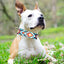 Collar martingale perro grande ancho duradero cómodo