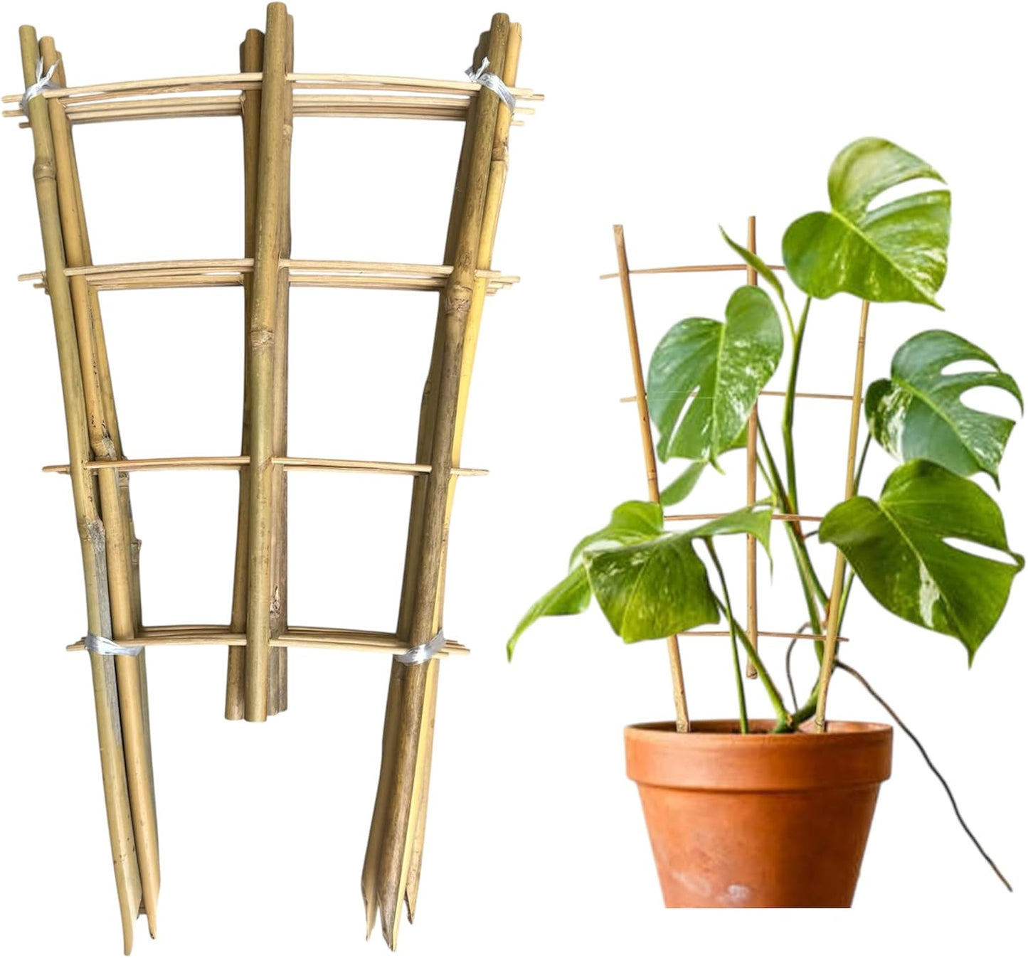 Enrejado bambú 16pulg para plantas trepadoras set 6 con lazos