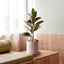 Maceta terracota 5" con drenaje para suculentas hogar