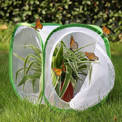 Jaula insectos mariposas terrario 12x12x12"