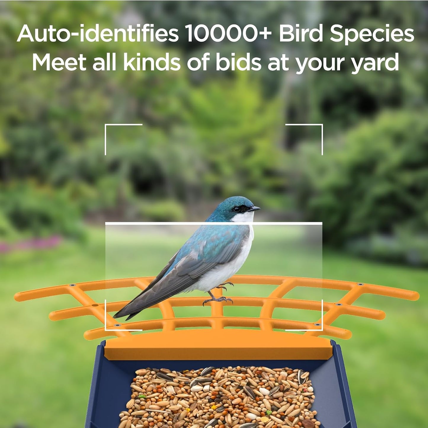 Comedero inteligente para pájaros con cámara