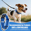 Collar perro ajustable sin tirones con hebilla rápida azul M