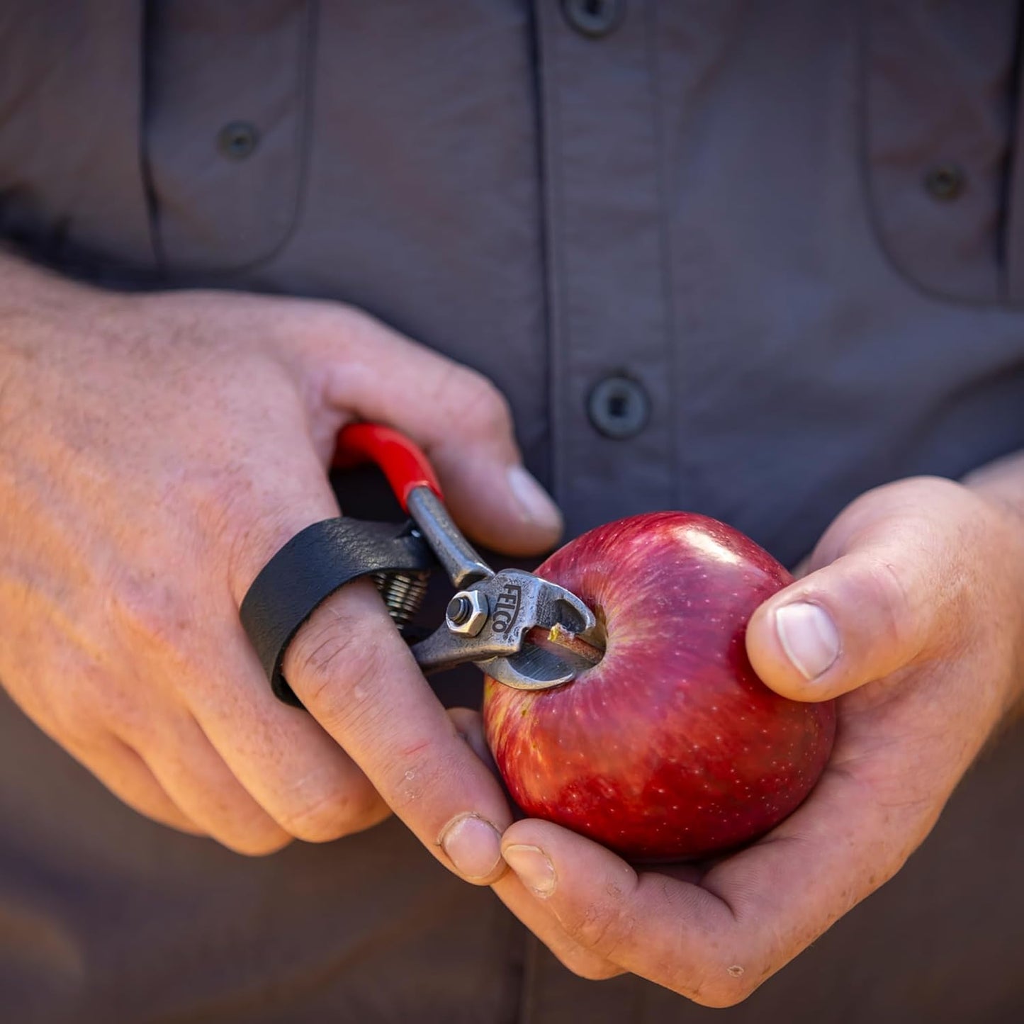 Cortadora cítricos tijera cosecha naranja clementinas manzana
