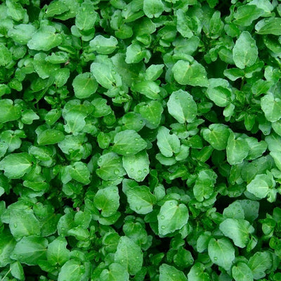 Semillas de berro y lechuga Brodleaf 400 pzas