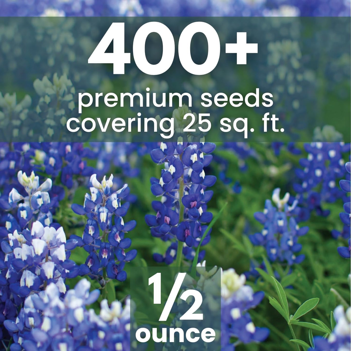 Semillas Texas Bluebonnet 0.5oz para plantar 2026