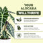 Fertilizante líquido completo para Alocasia 32oz
