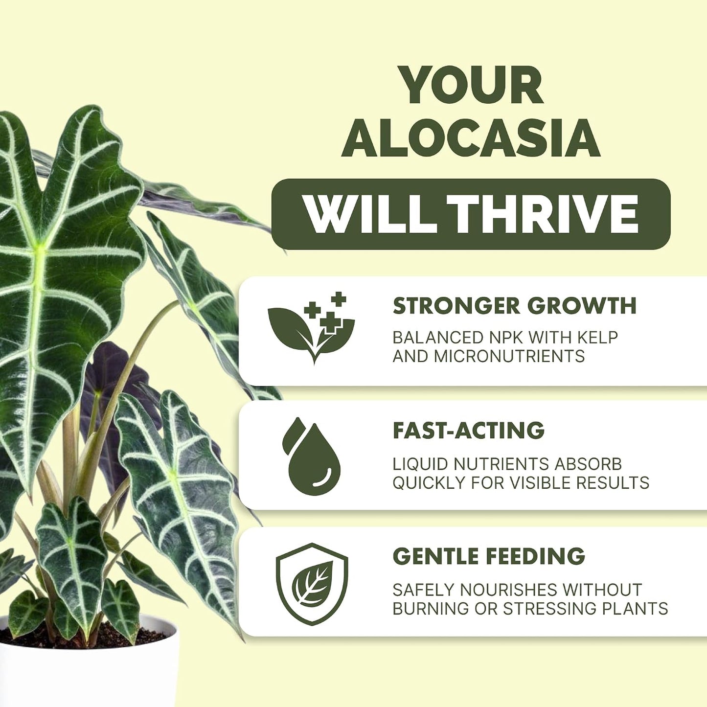 Fertilizante líquido completo para Alocasia 32oz