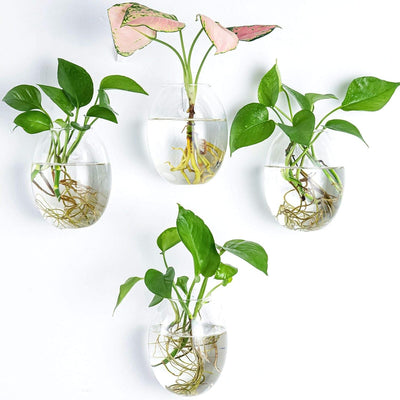 Estación propagación plantas vidrio forma huevo