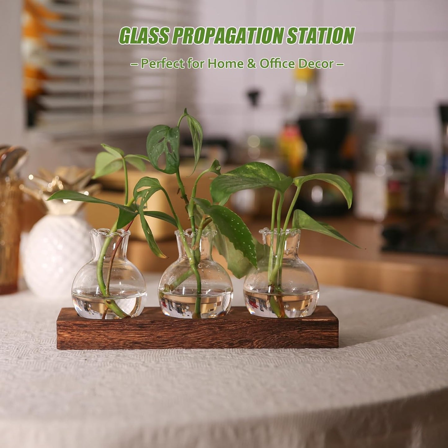 Estación propagación plantas madera vidrio decoración