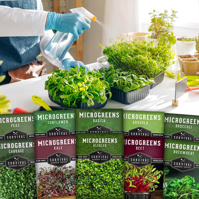 Paquete 10 tipos semillas microgreen germinación interior