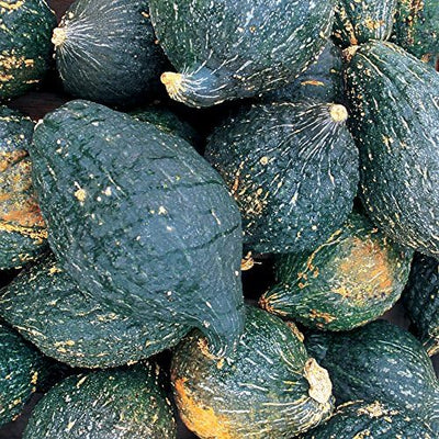 Semillas calabaza invernal True Hubbard 15 unidades