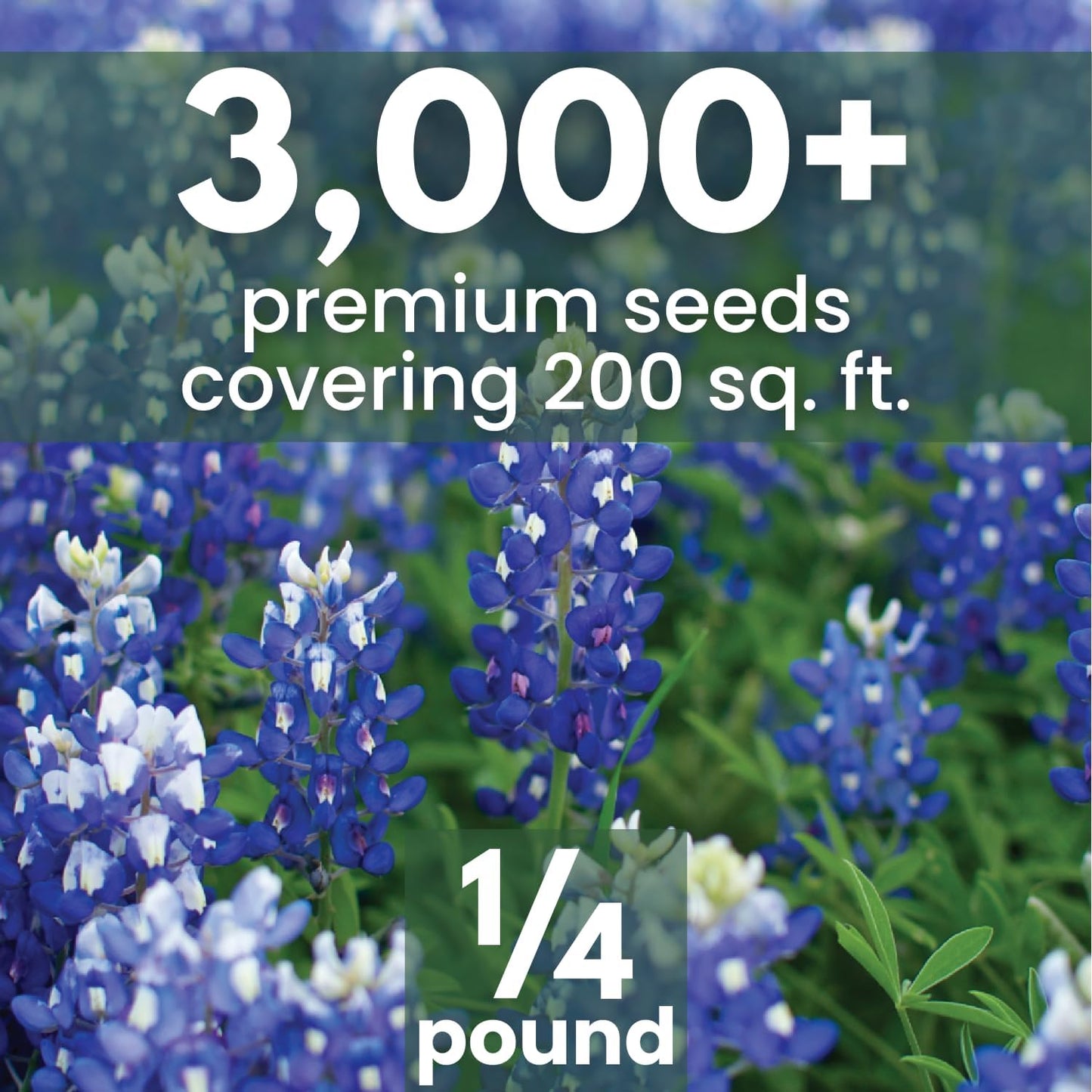 Semillas Texas Bluebonnet 3000 unidades bolsa 4oz