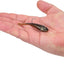 Cebo suave para pesca PowerBait