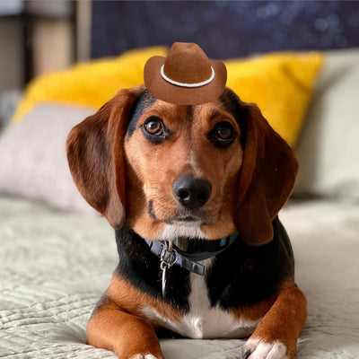 Sombrero vaquero perros gatos fiestas Halloween café estilo 3