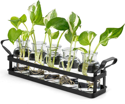 Soporte metal para terrario vidrio hidropónico