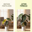 Fertilizante líquido completo para Alocasia 32oz