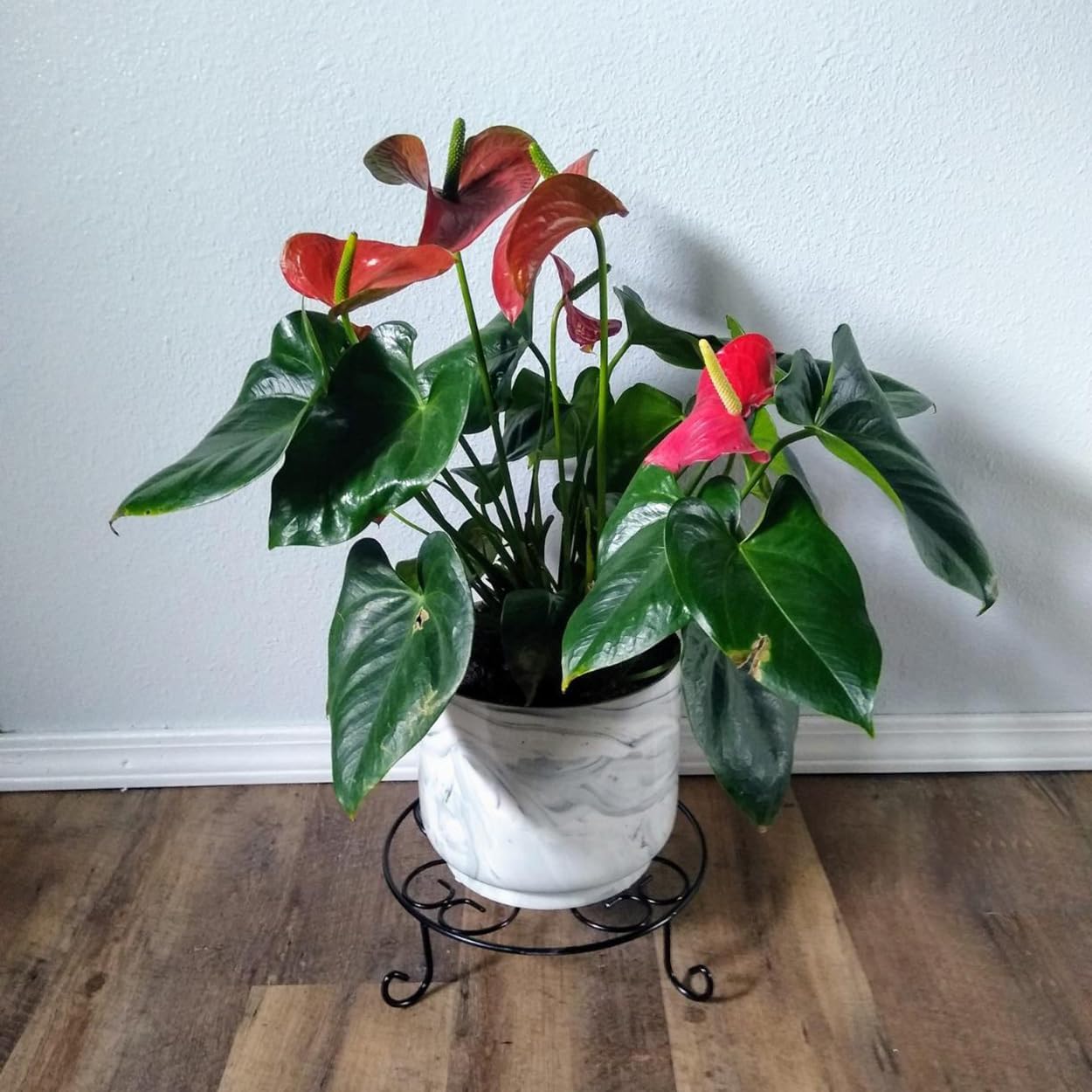 Soporte plantas 10pulg negro para macetas