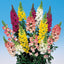 Semillas Snapdragon Gigantes Flores Anuales
