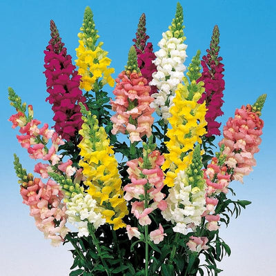 Semillas Snapdragon Gigantes Flores Anuales