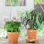 Macetas interior exterior con drenaje platillo 7/8pulg set 2