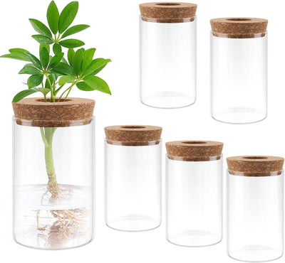 Jarrón cristal terrario propagación plantas 6 pzas con tapa corcho