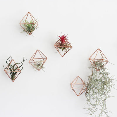 6 Soportes Metal Oro Rosa para Plantas Decoración