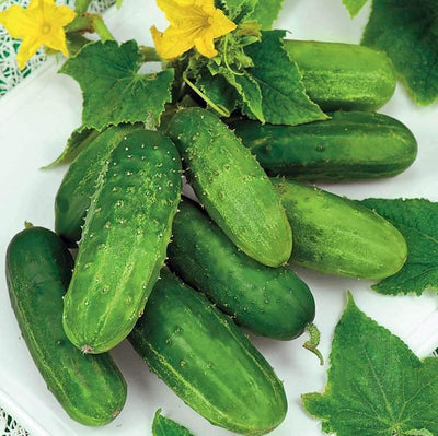 Semillas pepino tipo arbusto 45 días sin OMG