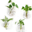Set 4 Macetas Terrario Vidrio para Plantas Interiores
