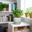 Maceta cerámica 5pulg interior exterior drenaje blanco
