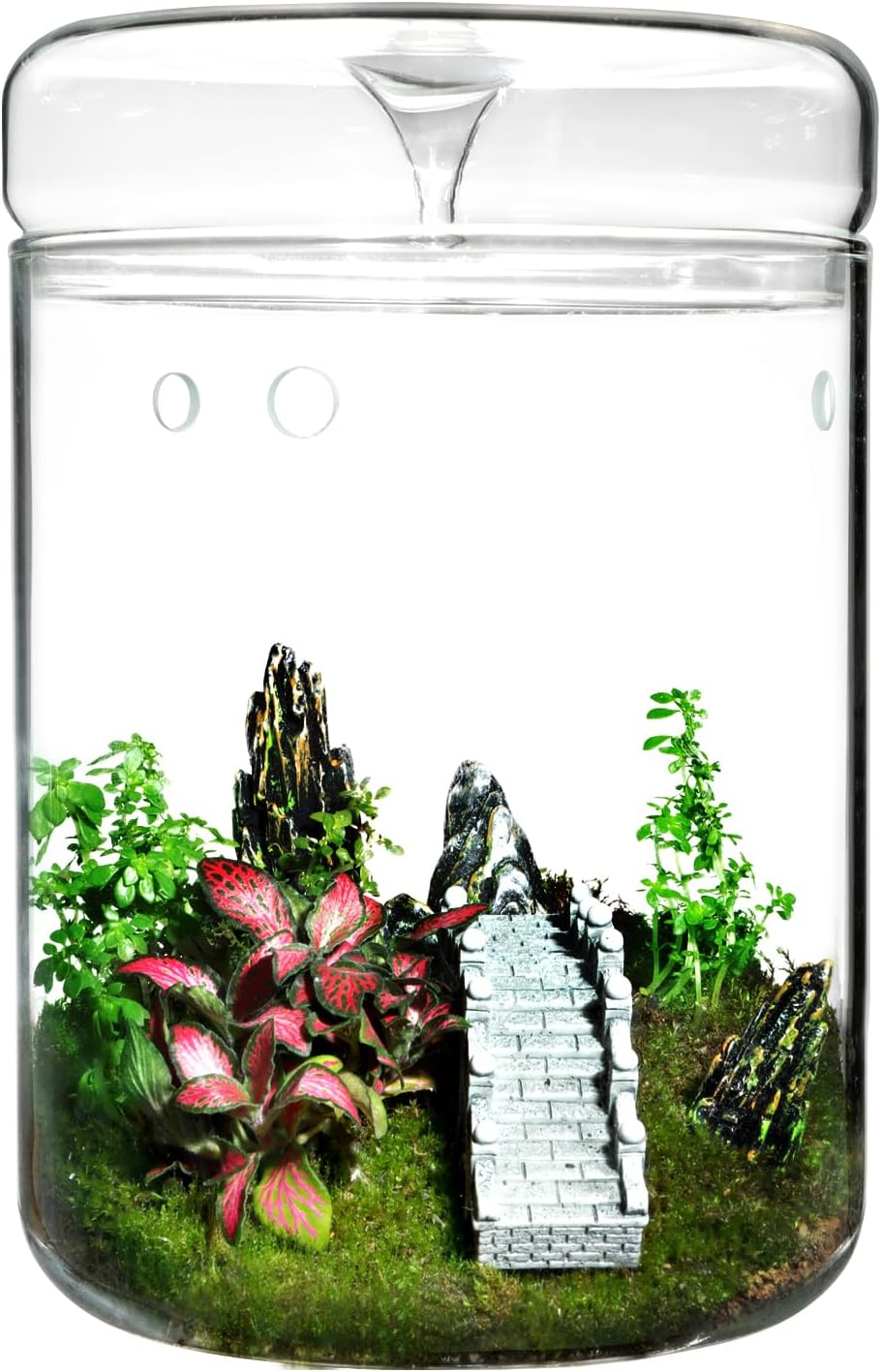Tarro terrario vidrio 4.7x7pulg con tapa suculentas