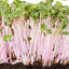 Mezcla germinación alta rábano daikon y rosa roja 1/4libra