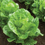 Semillas lechuga Romaine Parris Island hidropónicos 7000 semillas