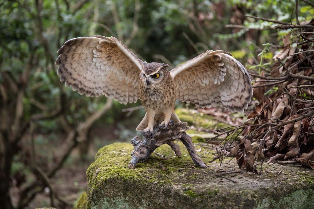 Estatua búho águila en rama alas hacia fuera