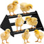 Perca de pollo para gallinero y loros entrenamiento