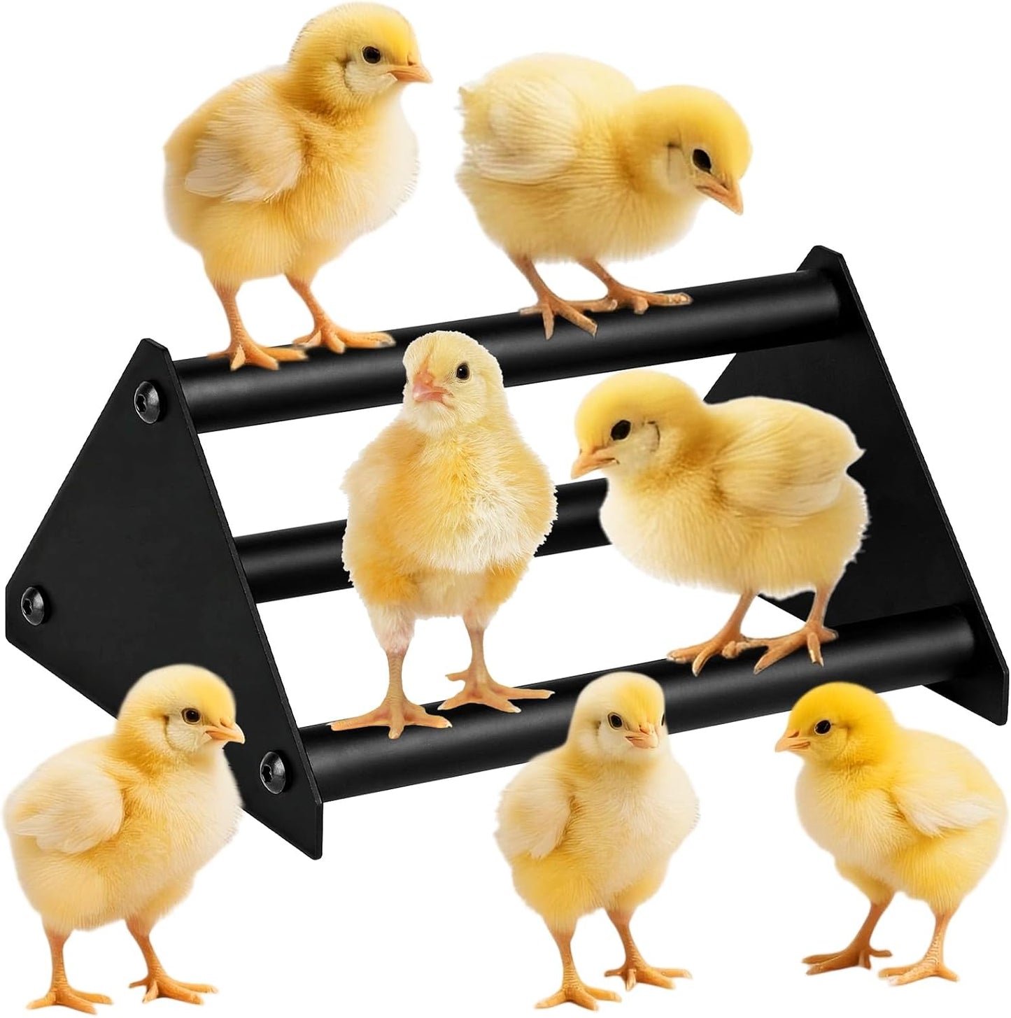 Perca de pollo para gallinero y loros entrenamiento