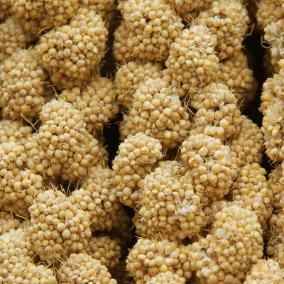Golosinas mijo natural para pájaros periquitos y loros