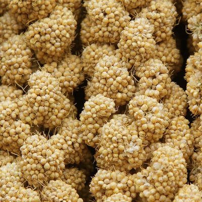 Golosinas mijo natural para pájaros periquitos y loros