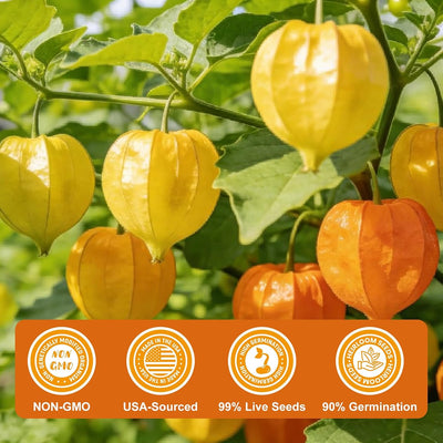 Semillas Physalis pruinosa 1000+ para huerto al aire libre