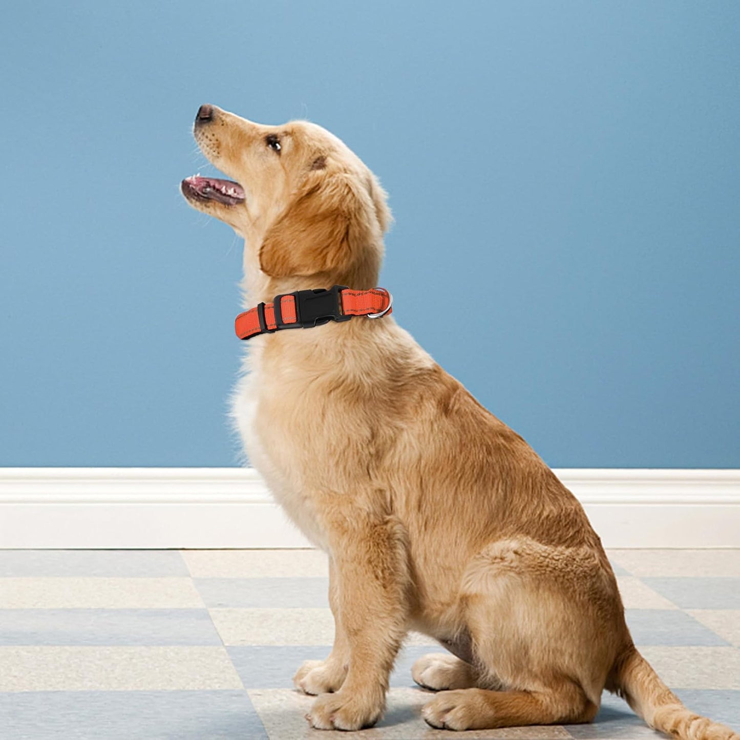 Collar reflectante perro XL acolchado neopreno suave naranja