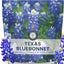 Semillas Texas Bluebonnet 0.5oz para plantar 2026