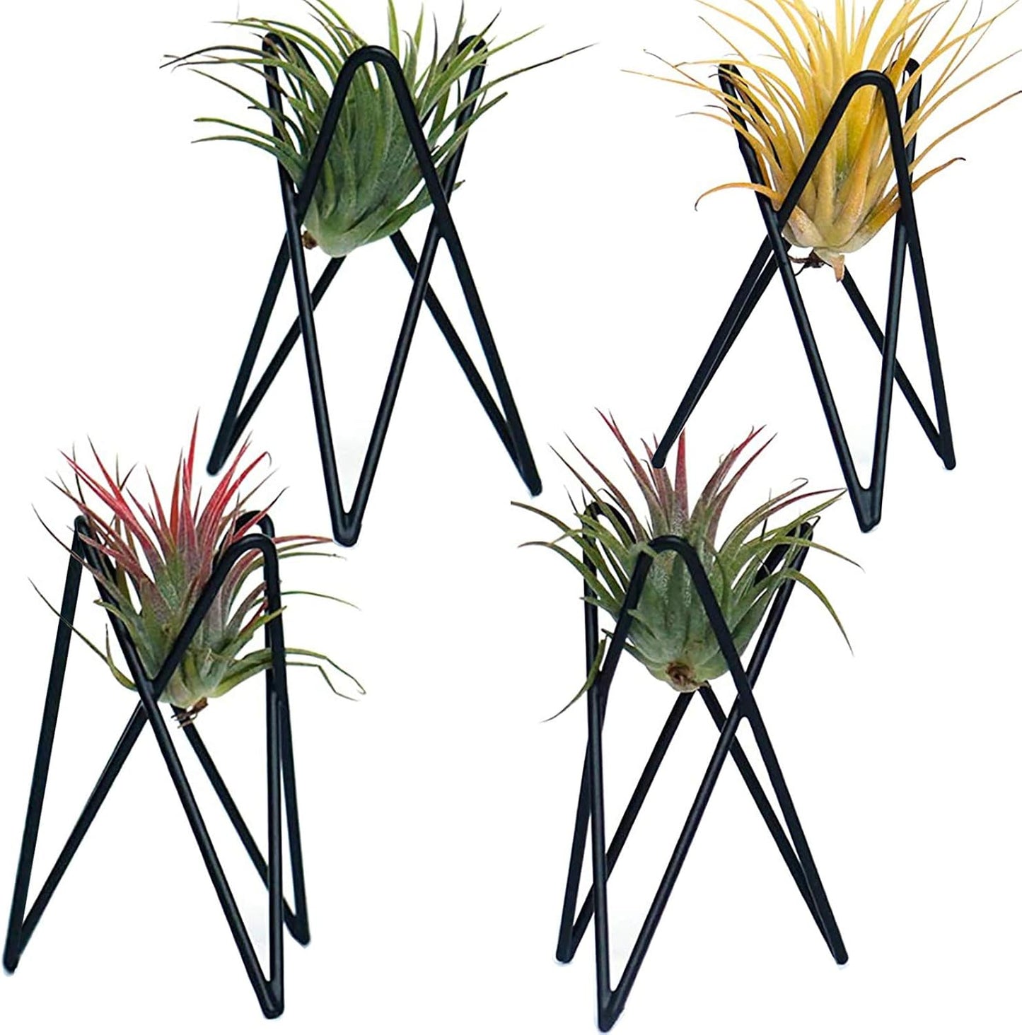 4 Soportes plantas aire base Tillandsia metal geométrico