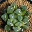 Suelo japonés Akadama grano pequeño 6lb para bonsái