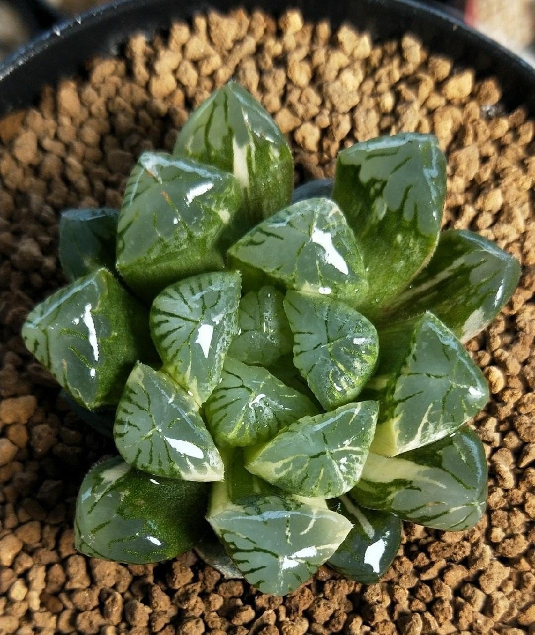 Suelo japonés Akadama grano pequeño 6lb para bonsái