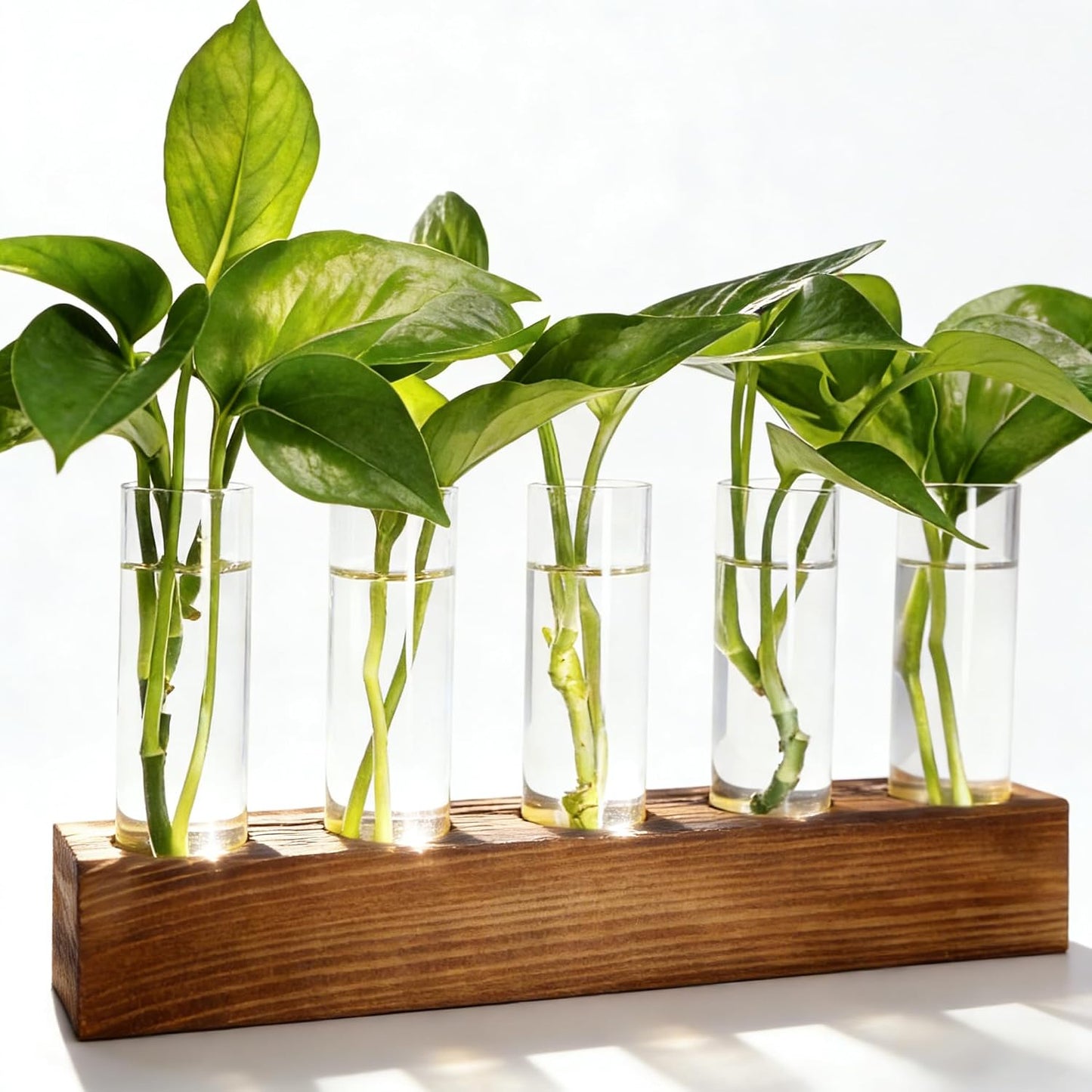 Estación propagación plantas terrario madera hidroponía